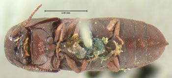 Media type: image;   Entomology 2361 Aspect: habitus ventral view